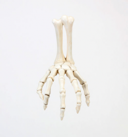 Resin Skull Hand